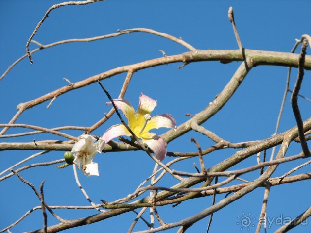 фото Hauza Beach Resort