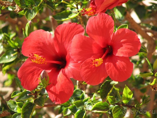 фото Hauza Beach Resort