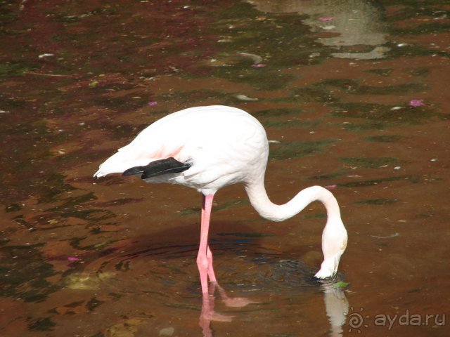 фото Hauza Beach Resort
