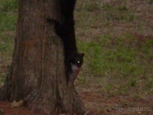 достойная четверка!