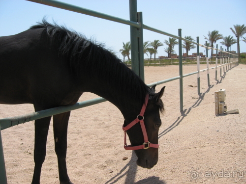 В отеле можно покататься на арабских скакунах
