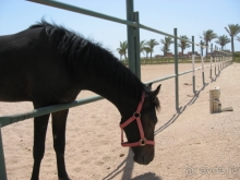 фото Magic World Sharm