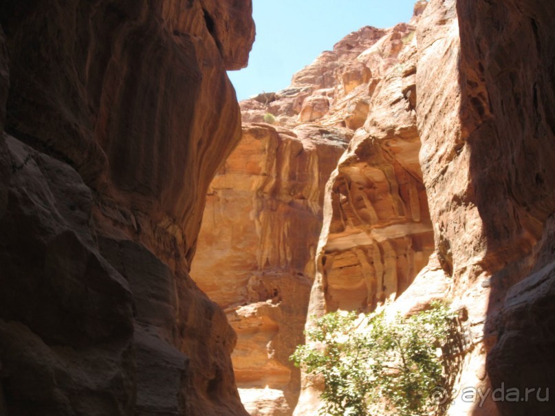 Мёртвый живой камень