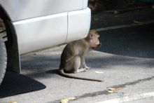 Тайланд, Патайя ноябрь 2012