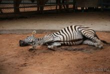 Тайланд, Патайя ноябрь 2012