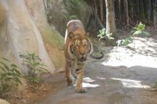 Тайланд, Патайя ноябрь 2012