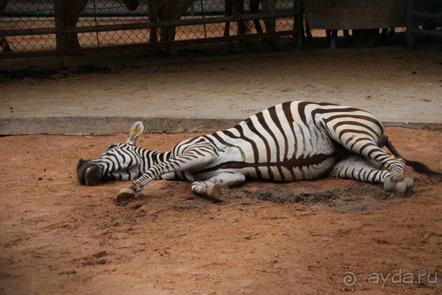 Тайланд, Патайя ноябрь 2012