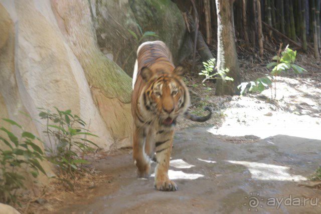 Тайланд, Патайя ноябрь 2012