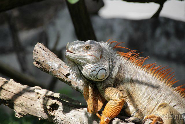 Тайланд, Патайя ноябрь 2012