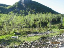 "карельские" березки