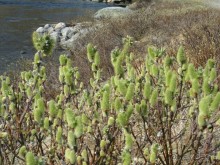 жизнь только пробуждается. Конец июня в горах.