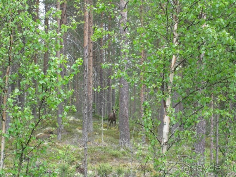 встреча с лосем