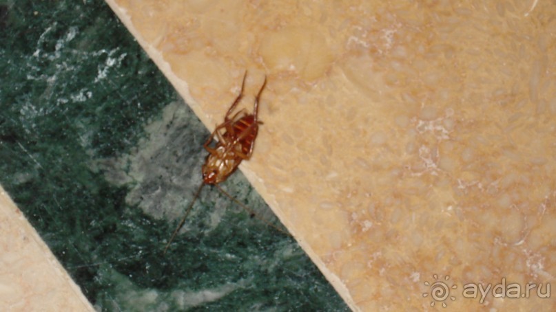 Жесть на пять звезд!