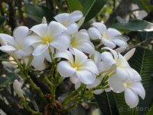 Очаровательный Вьетнам