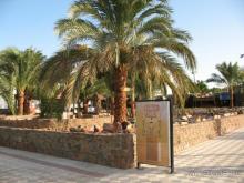 фото Кубаночка