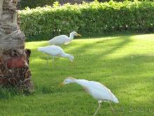 фото Кубаночка