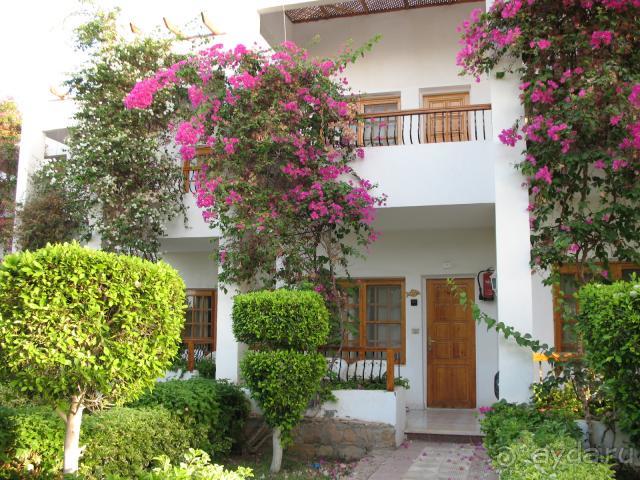 фото Кубаночка