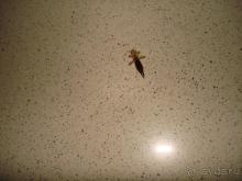 фото Golden Five Paradise Resort (закрыт)