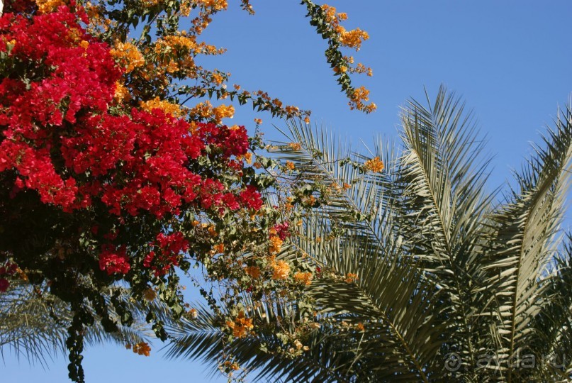 фото Palm Beach Resort