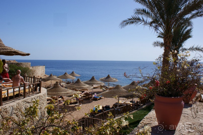 фото DoubleTree by Hilton Sharks Bay Resort