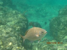 Остров-отель The Racha 4*