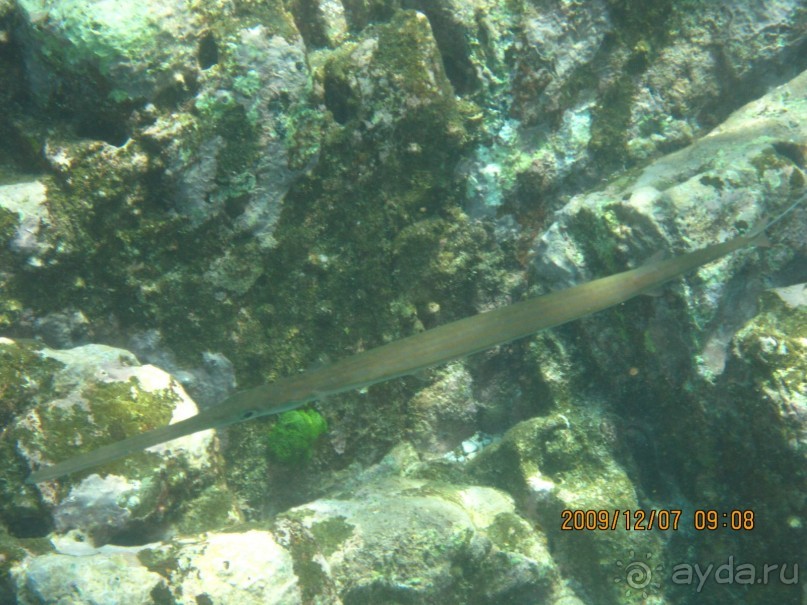 Остров-отель The Racha 4*