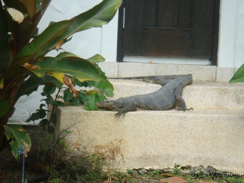 Вот такие штуки ходят иногда около домиков.