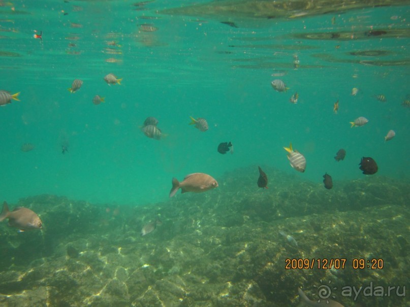 Вот такие рыбки.