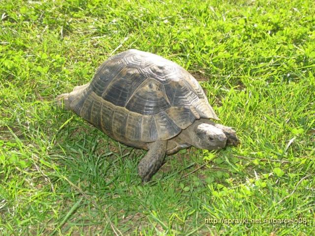 фото Crystal Tat Beach Golf Resort & Spa