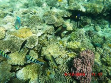 Melia Sinai 5* - хороший вариант для зимнего отдыха