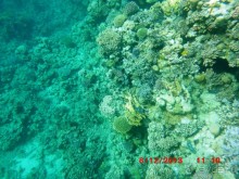 Melia Sinai 5* - хороший вариант для зимнего отдыха