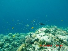 Melia Sinai 5* - хороший вариант для зимнего отдыха