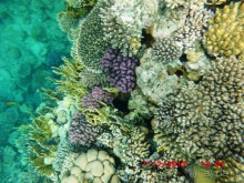 Melia Sinai 5* - хороший вариант для зимнего отдыха