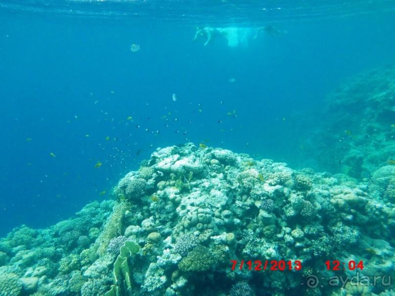 Melia Sinai 5* - хороший вариант для зимнего отдыха