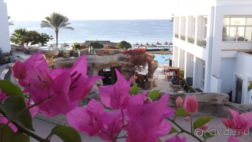 Melia Sinai 5* - хороший вариант для зимнего отдыха