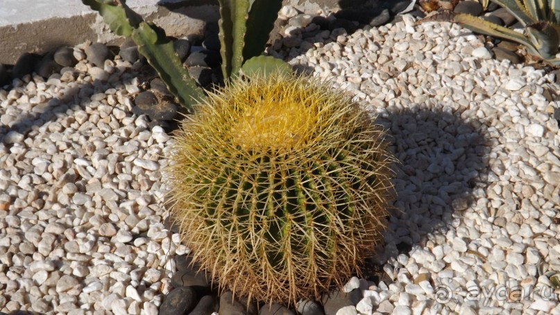 Melia Sinai 5* - хороший вариант для зимнего отдыха