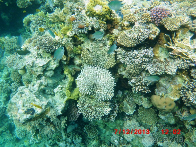 Melia Sinai 5* - хороший вариант для зимнего отдыха