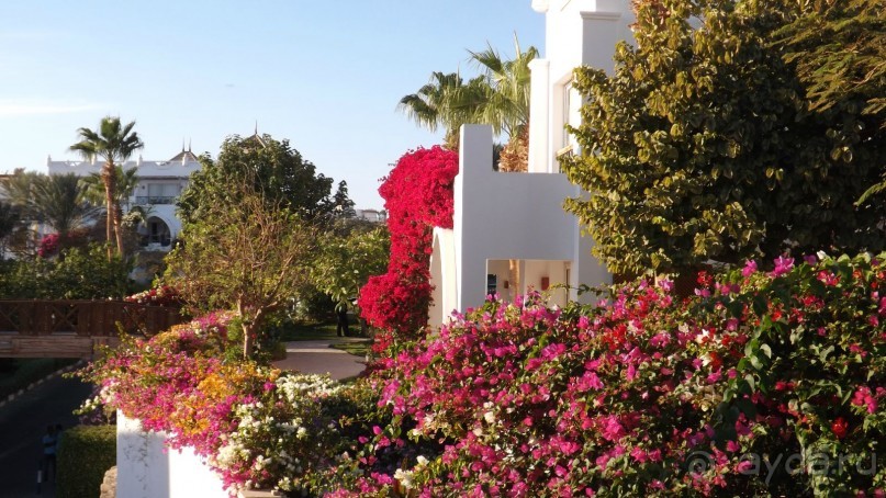 Melia Sinai 5* - хороший вариант для зимнего отдыха