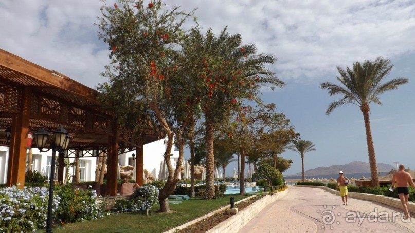 Melia Sinai 5* - хороший вариант для зимнего отдыха