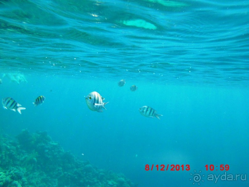 Melia Sinai 5* - хороший вариант для зимнего отдыха