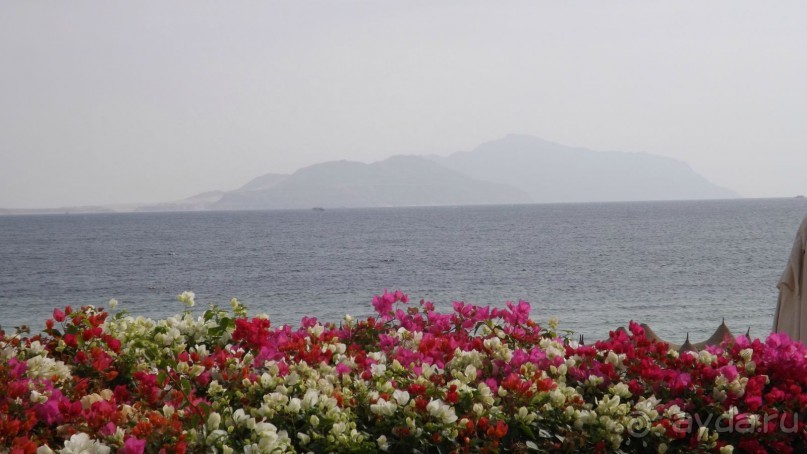 Melia Sinai 5* - хороший вариант для зимнего отдыха