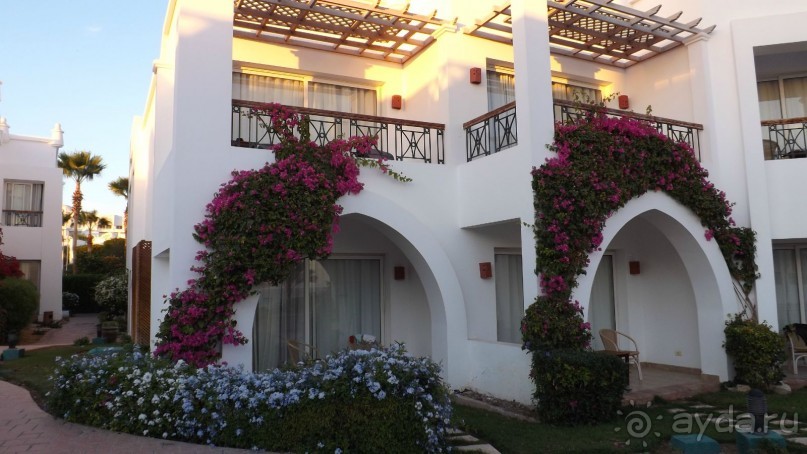 Melia Sinai 5* - хороший вариант для зимнего отдыха