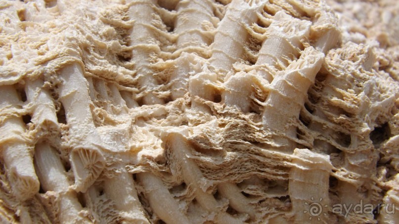 Melia Sinai 5* - хороший вариант для зимнего отдыха