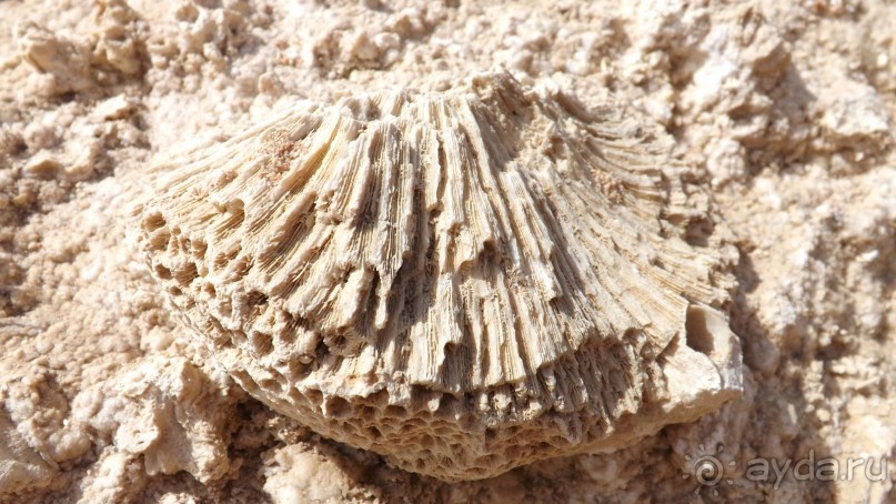 Melia Sinai 5* - хороший вариант для зимнего отдыха