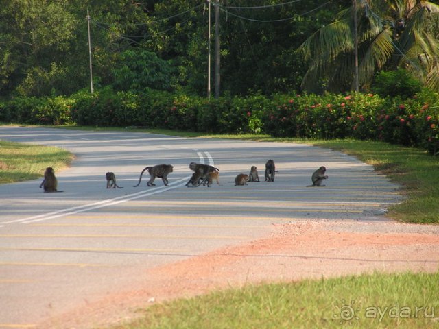 The Puli Desaru Соседи