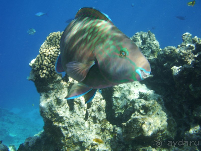 фото Sultan Gardens Resort