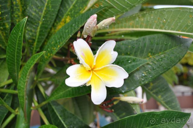 фото Samui Cliff View Resort & Spa