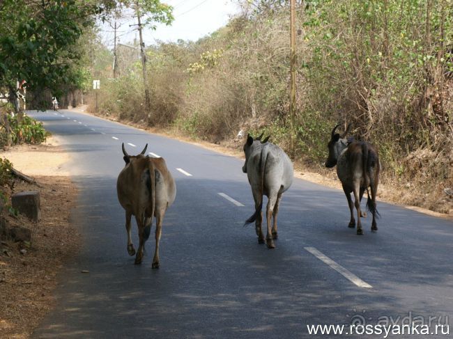 2013 г. Гоа. Советы cоставлены после опросов сотен (!) екатеринбуржцев с 2003 г