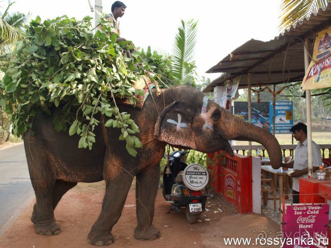 2013 г. Гоа. Советы cоставлены после опросов сотен (!) екатеринбуржцев с 2003 г