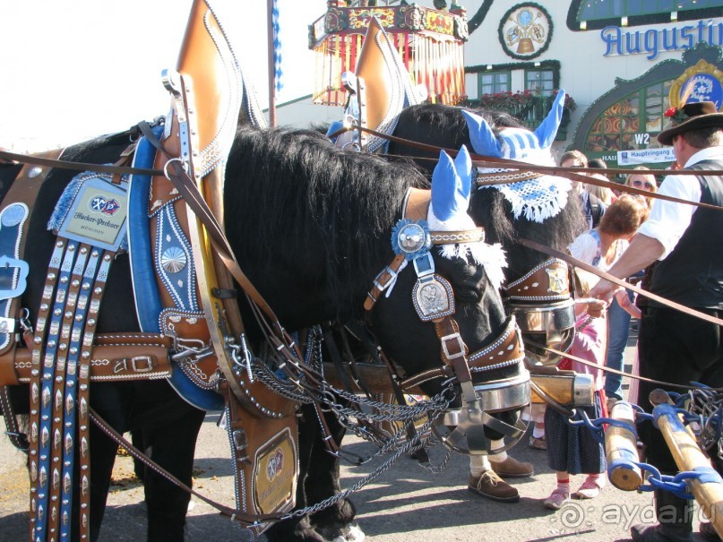 Лошади с рекламой шатра.